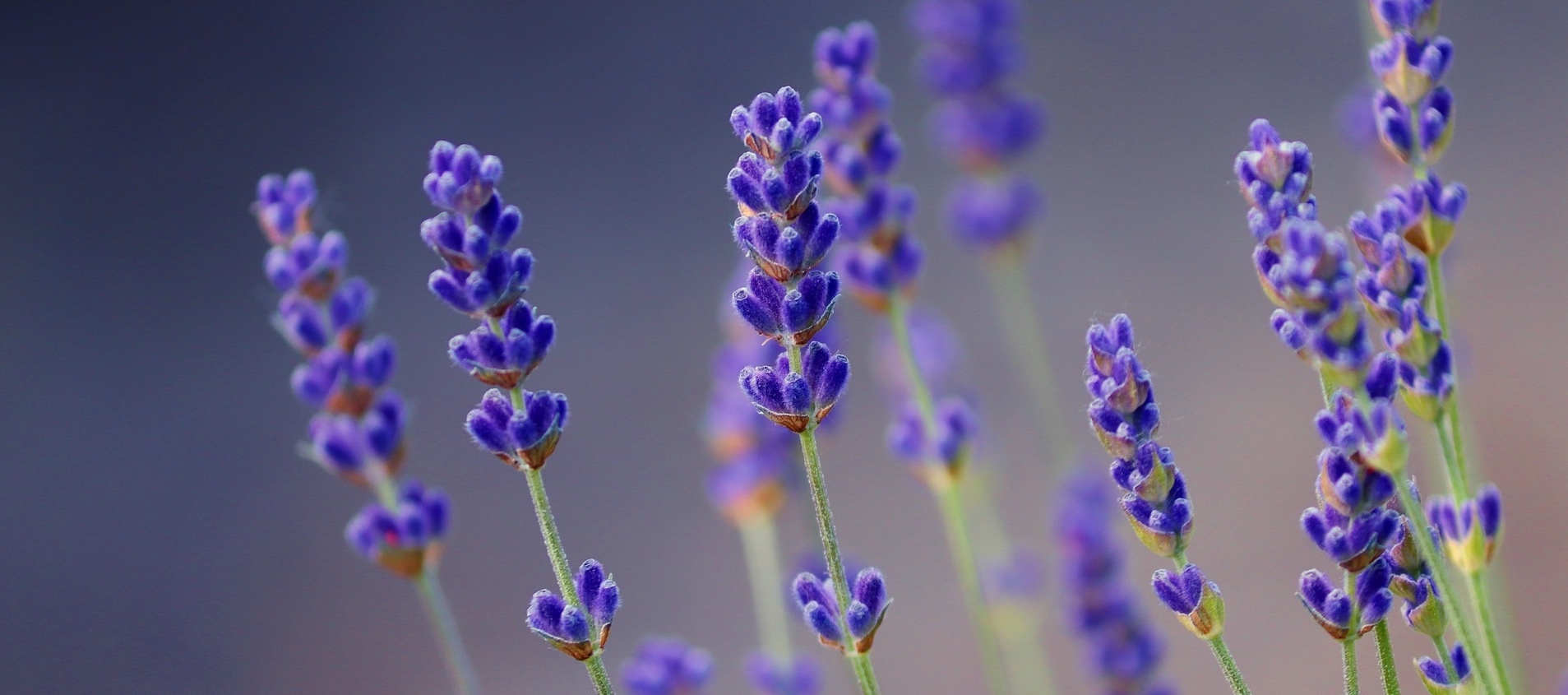 Lavanda in fiore