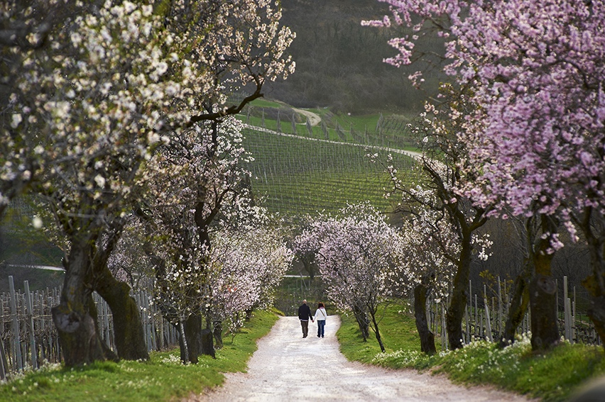 Sentiero Monte Fasolo